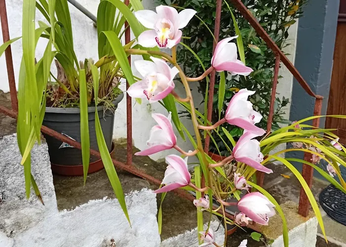 Διαμέρισμα Casinha Do Solar Angra do Heroísmo