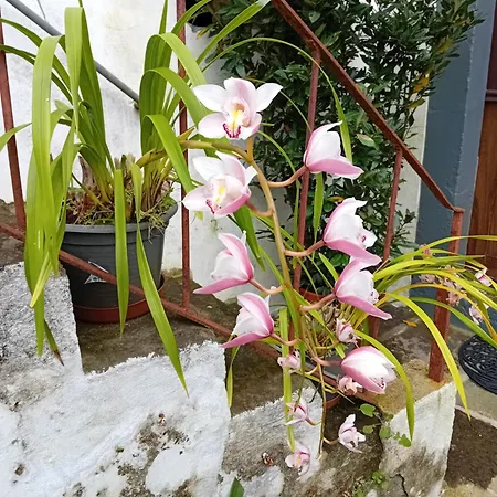 דירה Casinha Do Solar Angra do Heroísmo